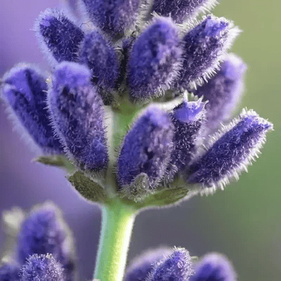 kruut Ciclo di Oxymel