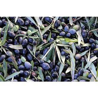 BERGER DA BARONIA Bio Olivenöl Portugal