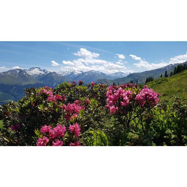 Alpuris Schweizer Honig