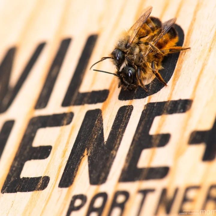Wildbiene + Partner BeeHome One