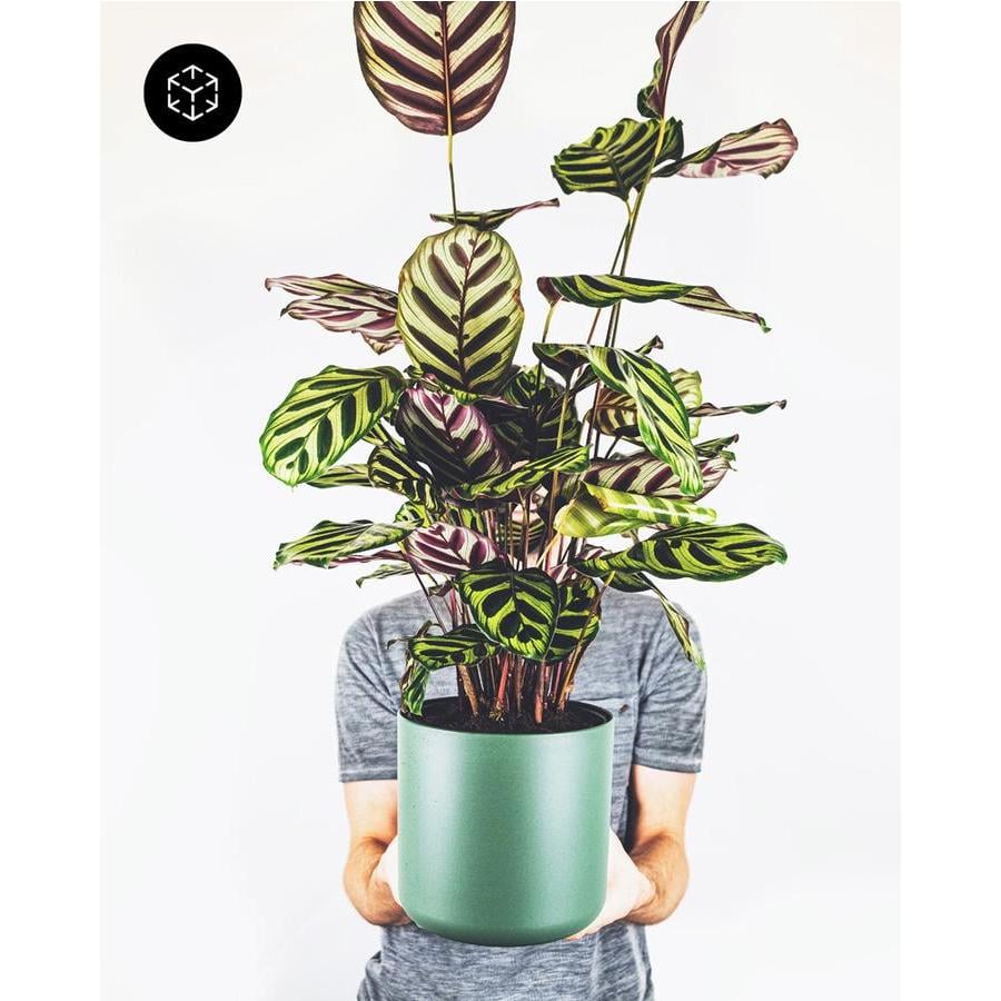 Feey Pflanzengutschein feey.ch