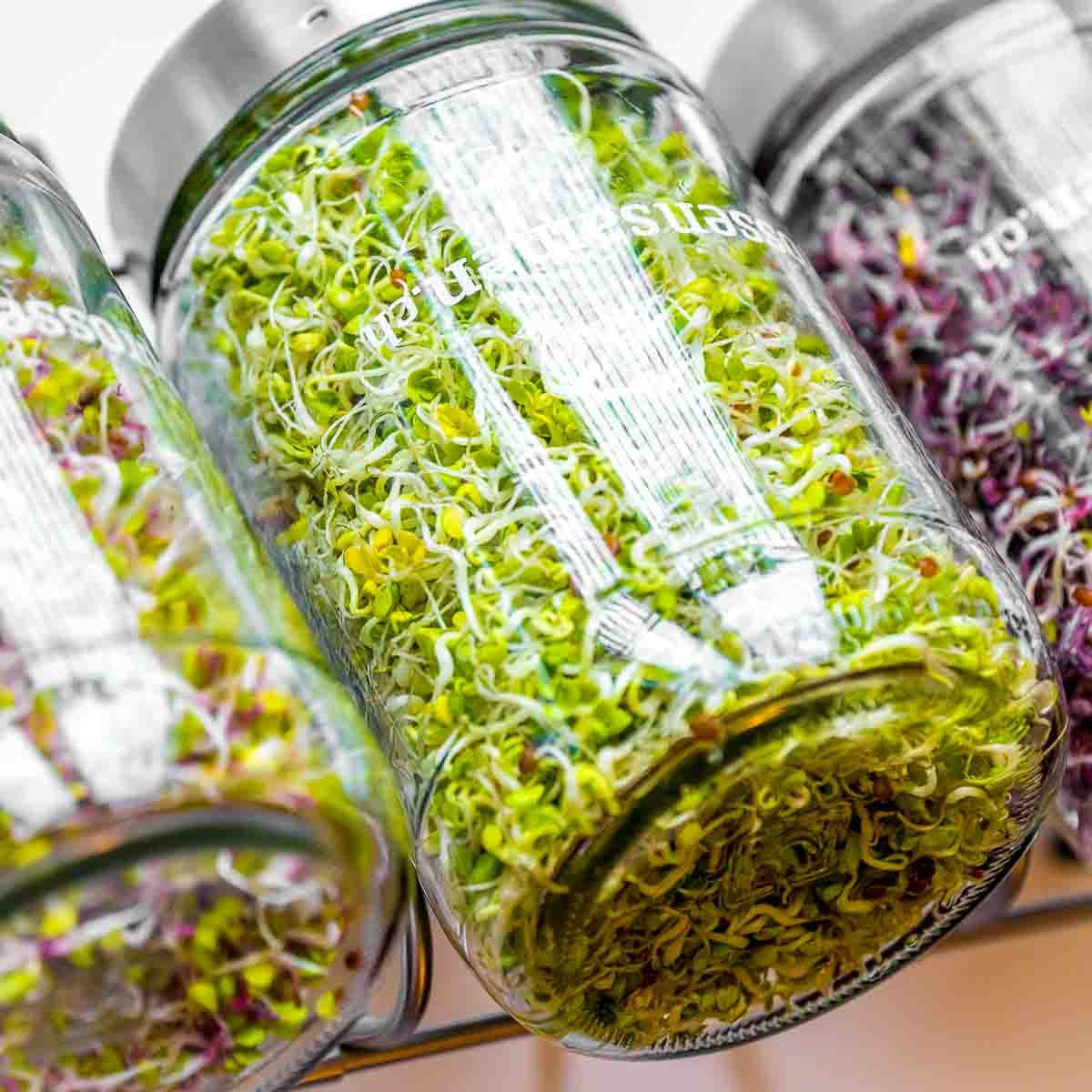 sprossensamen.ch Sprossen Starterset