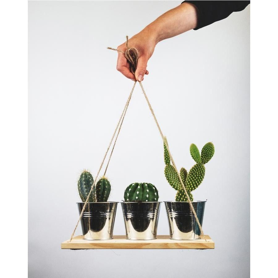 Feey Pflanzengutschein feey.ch