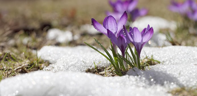 e365-KeyVisuals-Startseite-692x338-Aufbluehen