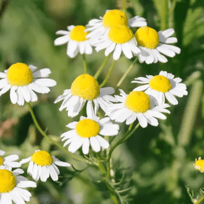 kruut Ciclo di Oxymel