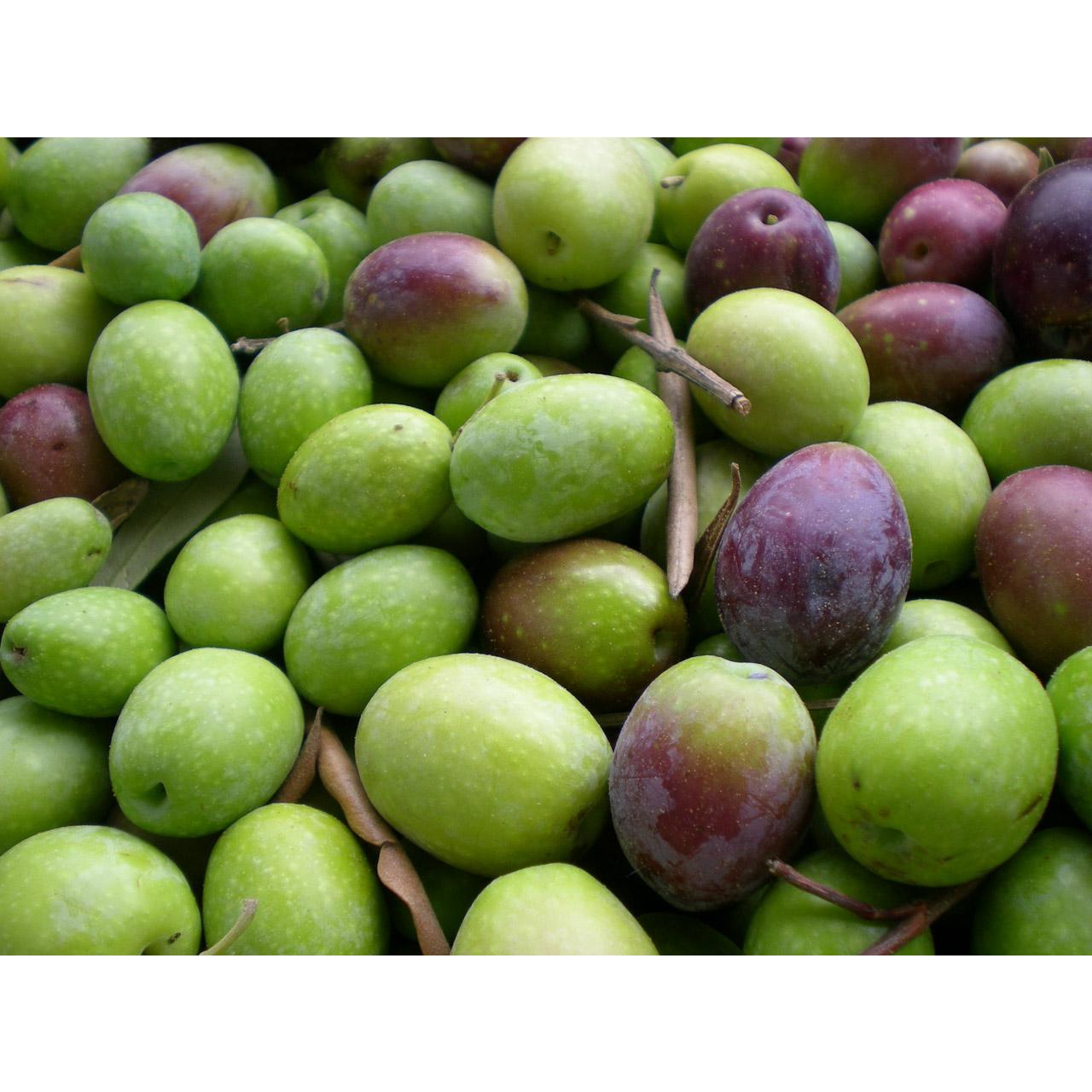 Terra Verde Olio extravergine di oliva biologico RISERVA 2 bottiglie 