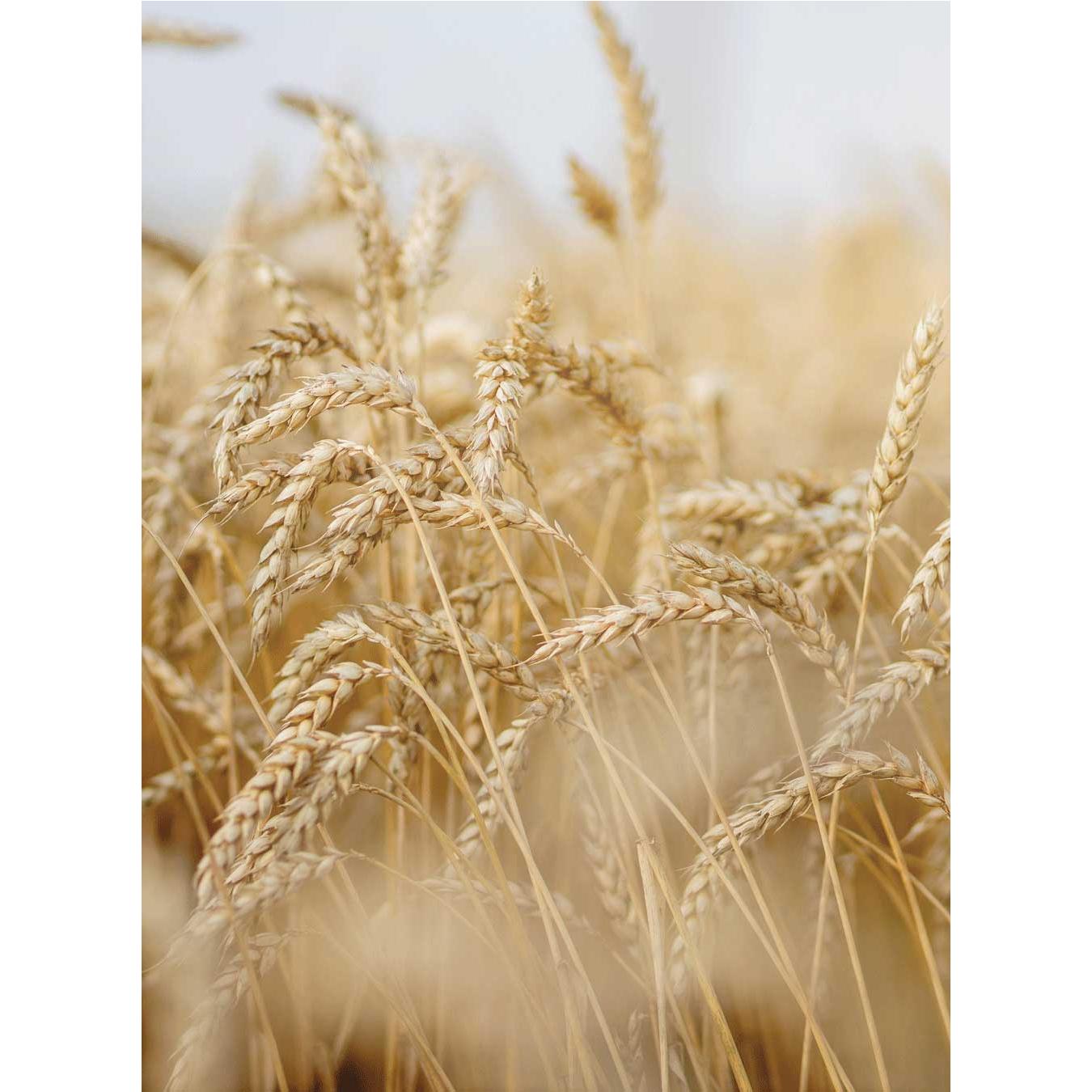 Rausch Sommer Feuchtigkeits-Set