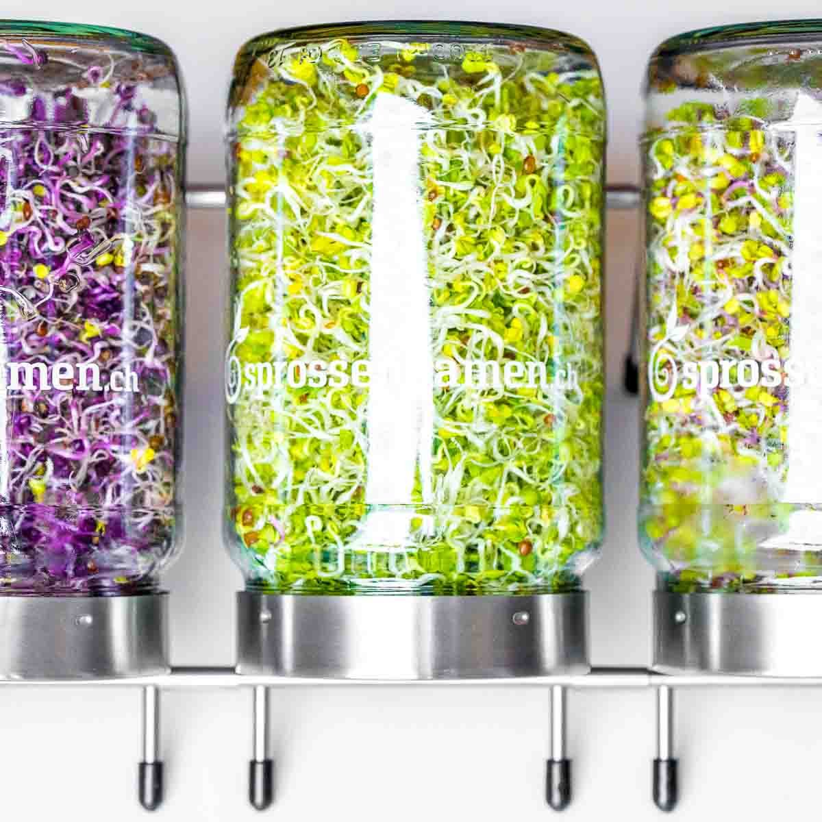 sprossensamen.ch Sprossen Starterset