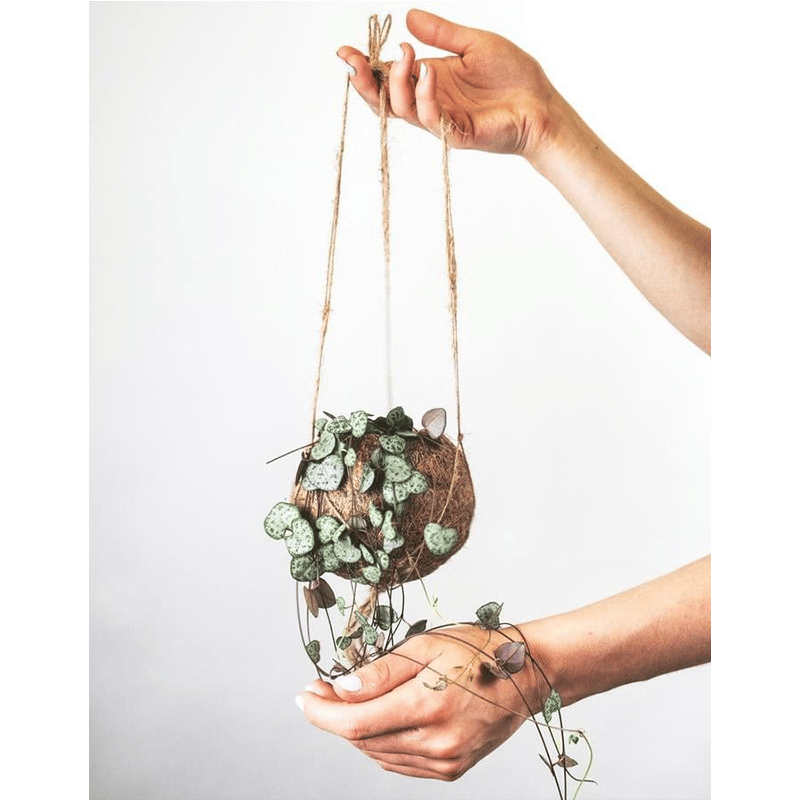 Pflanzengutschein feey.ch