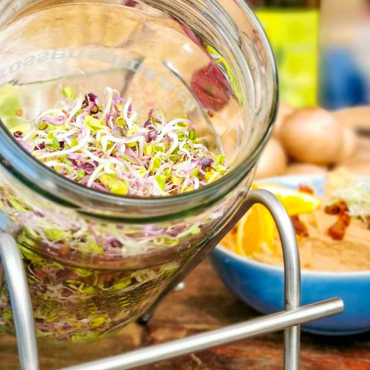 sprossensamen.ch Sprossen Starterset