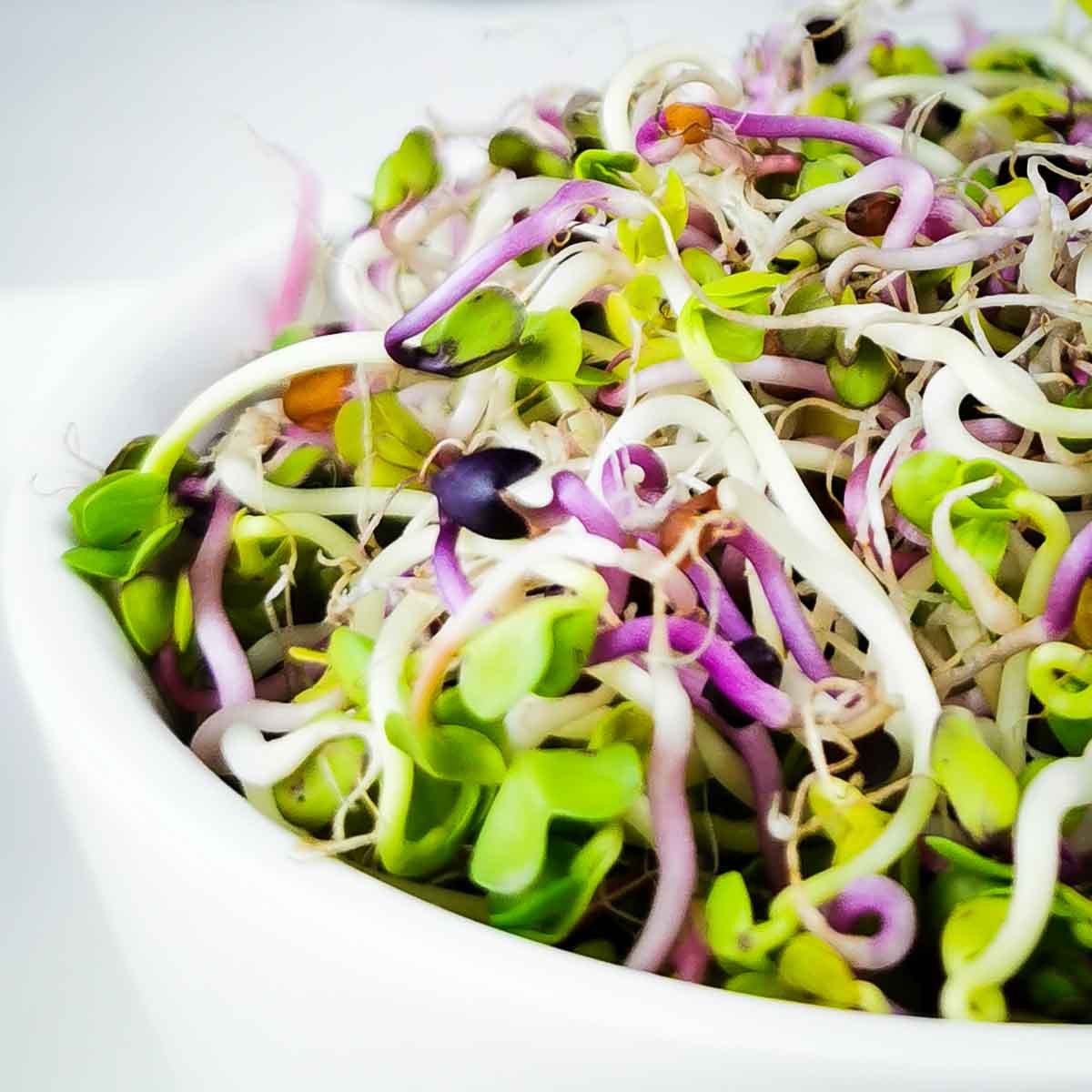 sprossensamen.ch Sprossen Starterset