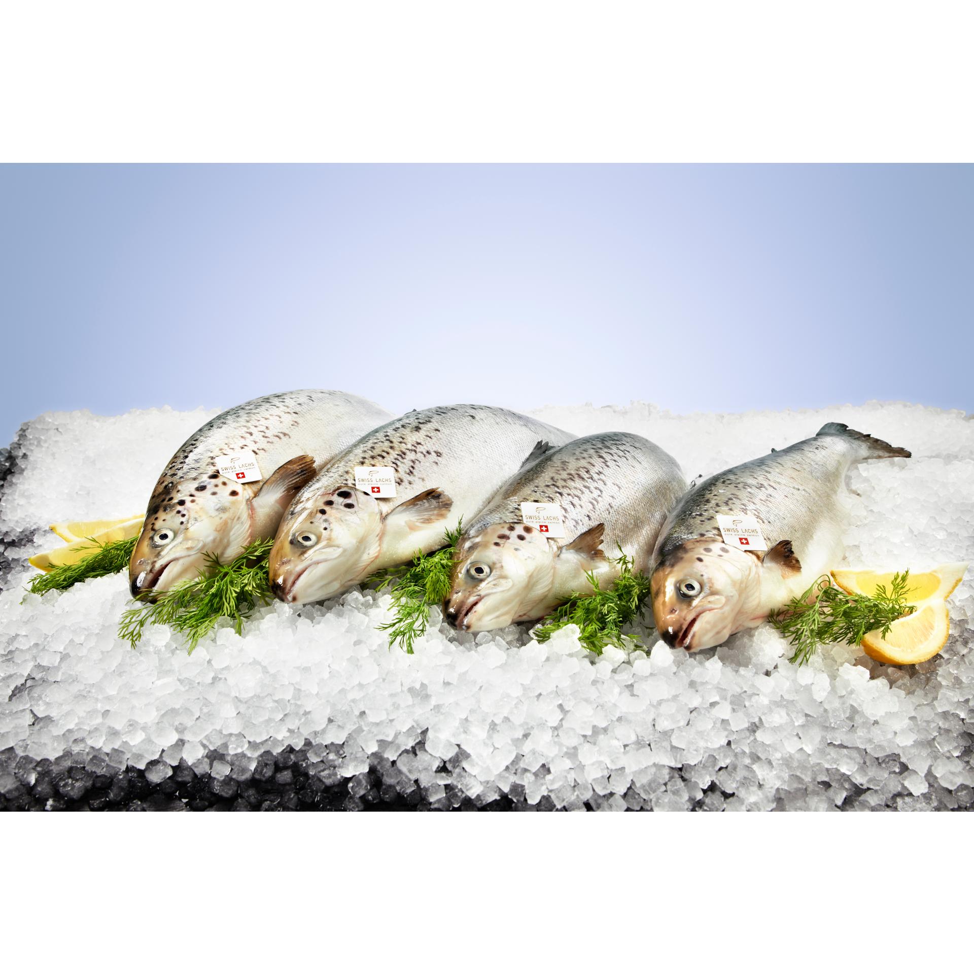 Swiss Lachs Wertgutschein für Swiss Lachs