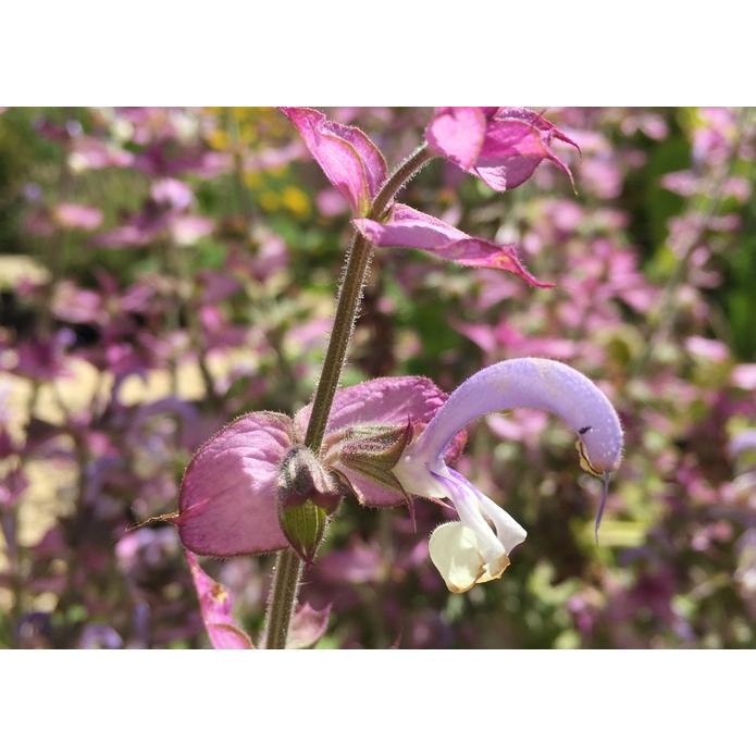 Farfalla Frauenleben-Set