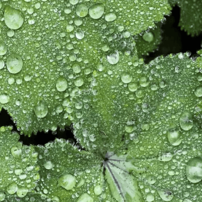 kruut Ciclo di Oxymel