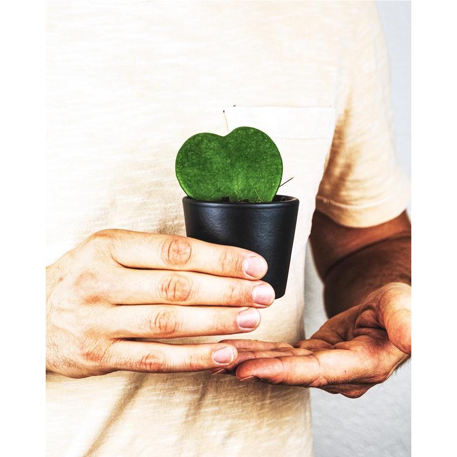 Feey Pflanzengutschein feey.ch