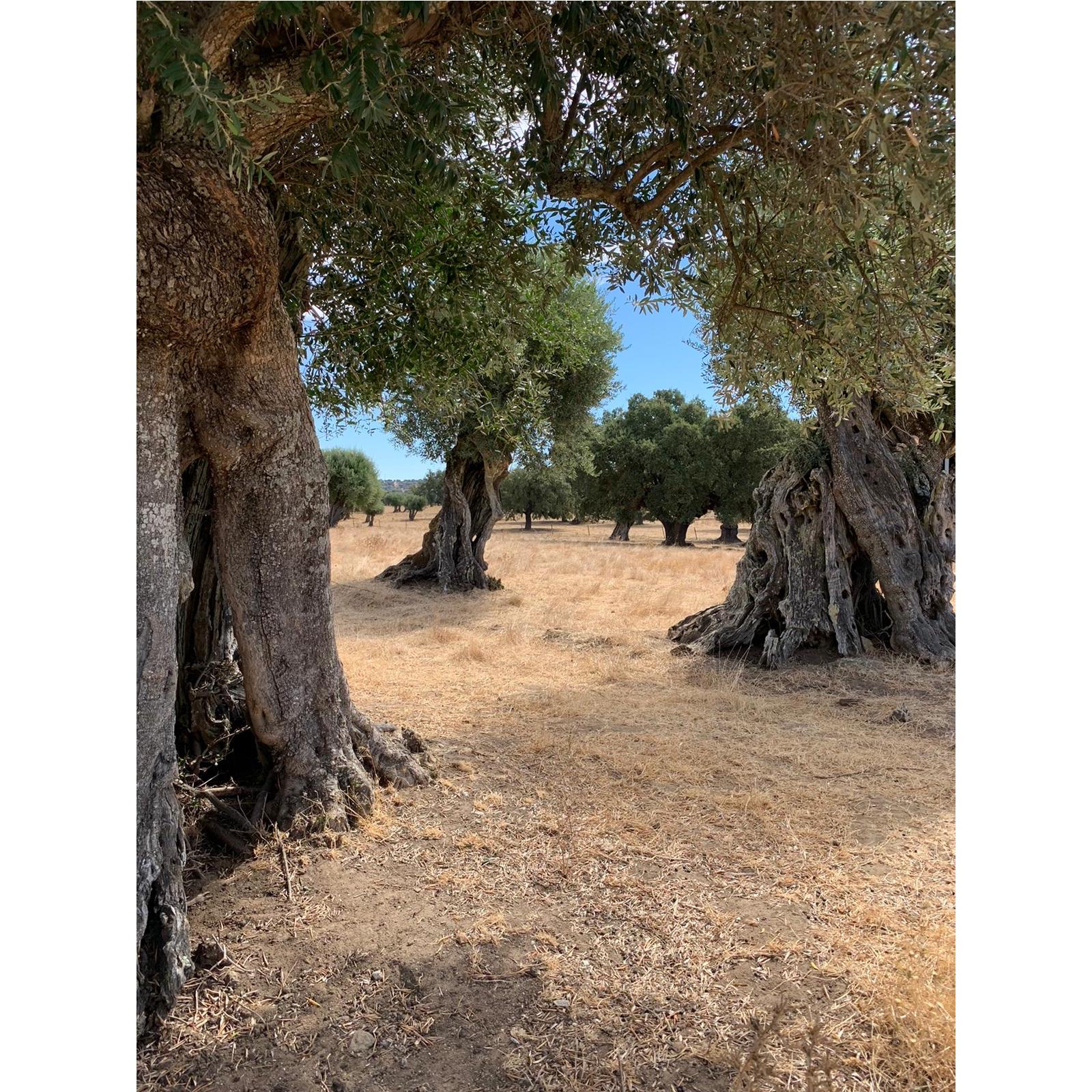 BERGER DA BARONIA Bio Olivenöl Portugal