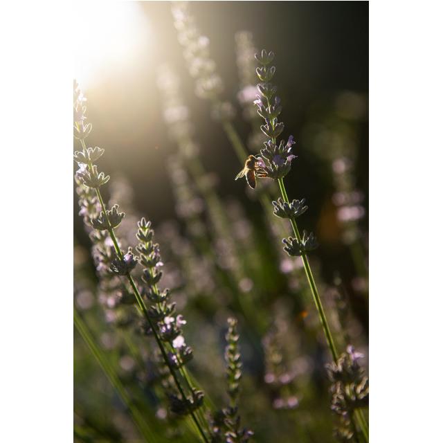 Alpuris Miele svizzero