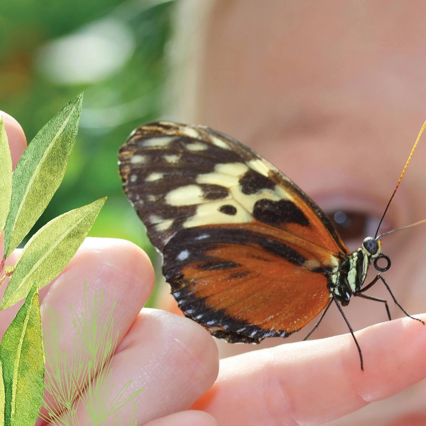 Wildbiene + Partner Raupenkasten für Schmetterlinge