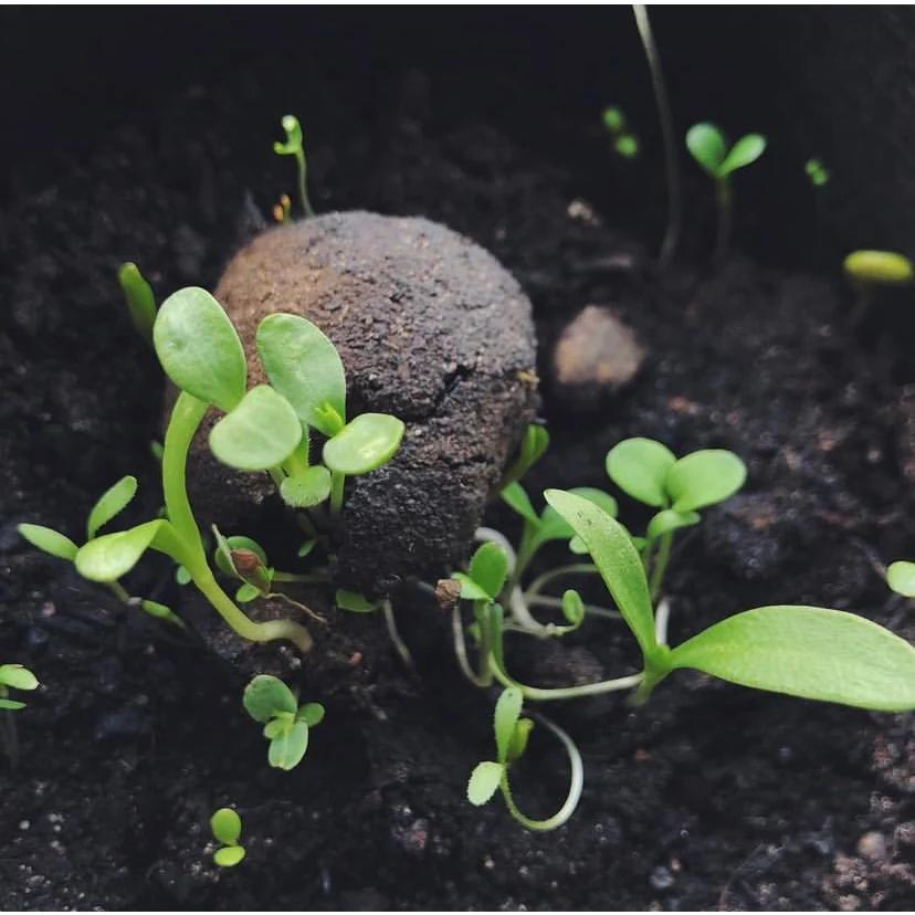 Wildbiene + Partner Seedballs mit Wildblumen Set