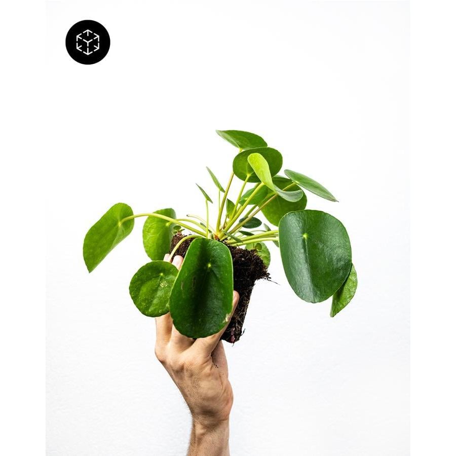 Feey Pflanzengutschein feey.ch